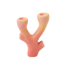 A coral fragment